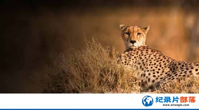 ¼ƬԱ׷ Cheetah:Price of Speed-