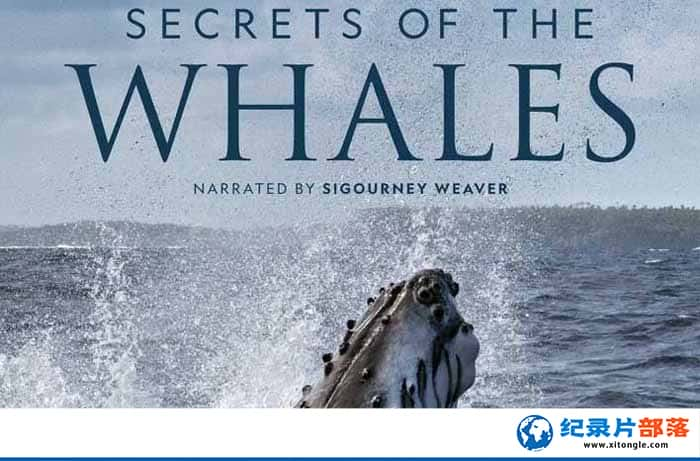 ¼Ƭ Secrets of the Whales-