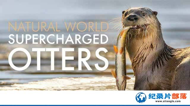 ¼Ƭˮ̡ Supercharged Otters-