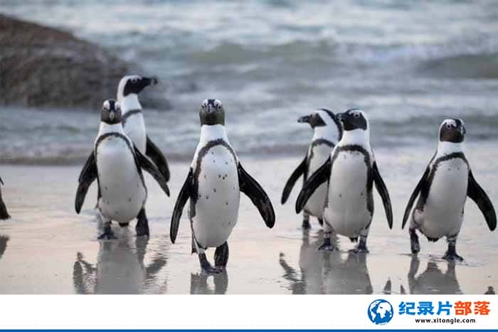 ¼Ƭɳ Penguin Death Zone-