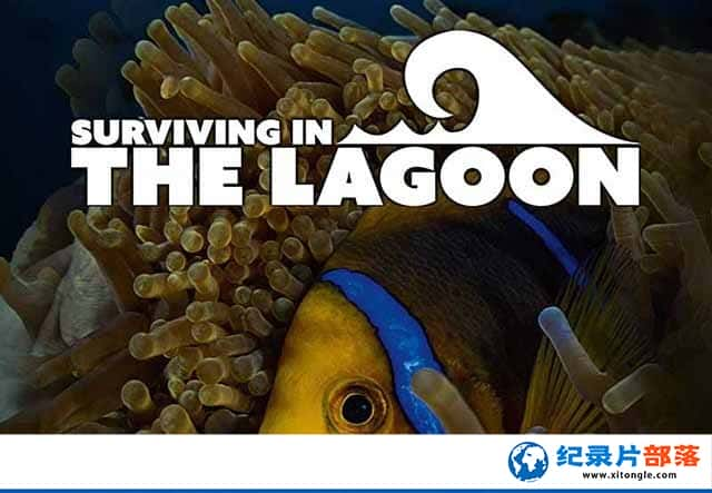 ¼Ƭ֮ Surviving in the Lagoon-