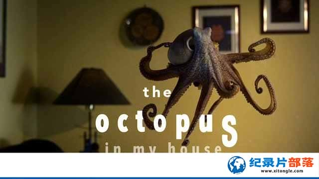 ¼Ƭҵĳ The Octopus in My House-