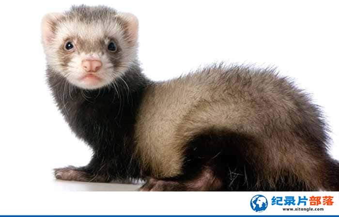 ¼ƬӰ Ferrets: The Pursuit of Excellence-