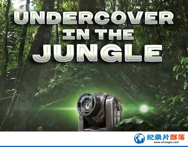 ¼Ƭ̽ Undercover in the Jungle-