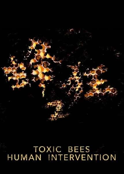 PTS自然风光纪录片《蜂狂2 / Toxic Bees: Human Interventio》-纪录片资源1080P/720P/360P高清标清网盘迅雷下载