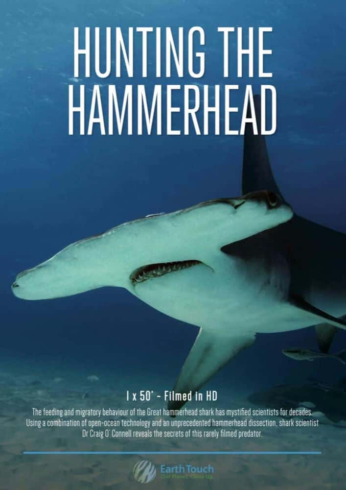 Smithsonian自然风光纪录片《探秘无沟双髻鲨 / Hunting the Hammerhead》-纪录片资源1080P/720P/360P高清标清网盘迅雷下载