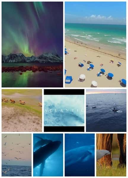 󣺵Ұĺ / Atlantic: The Wildest Ocean on Earth[̽Ȼ¼Ƭ][һȫ3][2015][][]