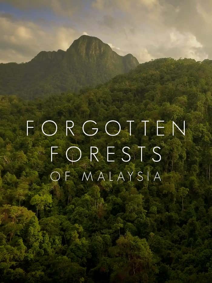 其他自然风光纪录片《马来西亚被遗忘的雨林 / Forgotten Forests of Malaysia》-纪录片资源1080P/720P/360P高清标清网盘迅雷下载