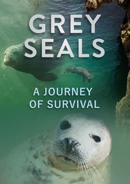 CCTV自然风光纪录片《灰海豹的求生之旅 / A Journey of Survival》-纪录片资源1080P/720P/360P高清标清网盘迅雷下载