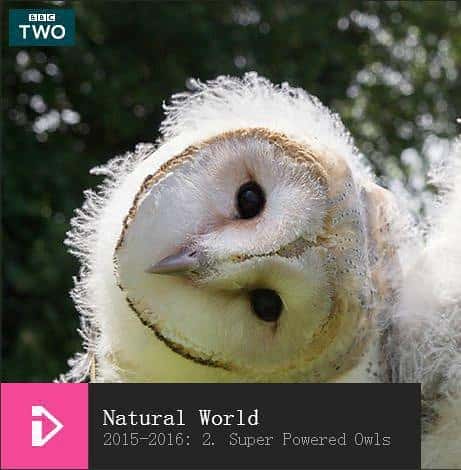 BBC自然风光纪录片《超能猫头鹰 / Natural World: Super Powered Owls》-纪录片资源1080P/720P/360P高清标清网盘迅雷下载