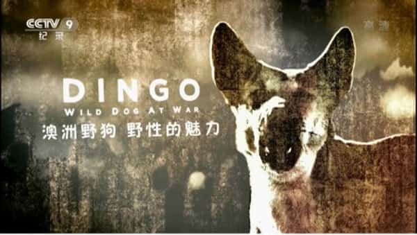 其他自然风光纪录片《澳洲野狗：野性的魅力 / Dingo: Wild Dog at Wa》-纪录片资源1080P/720P/360P高清标清网盘迅雷下载