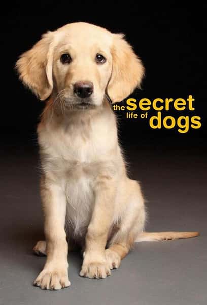 BBC¼Ƭ / Secret Life of Dogs-Ѹ
