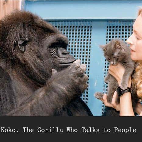 BBC̽¼Ƭɿɡཻ / The Gorilla who Talks to People -Ѹ