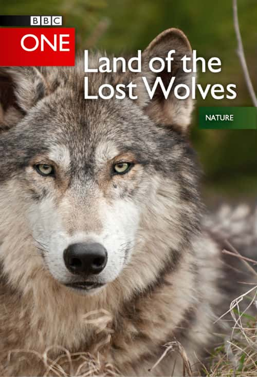 BBCȻ¼ƬȺ ʧ / Land of the Lost Wolves-Ѹ