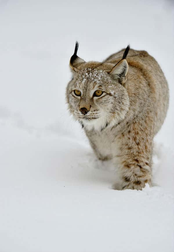 Ȼ¼Ƭ / Mystery Of The Lynx-Ѹ