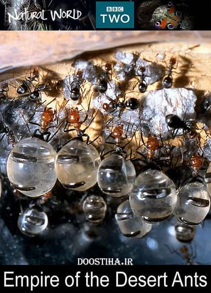 BBC̽¼ƬȻ磺ϵ۹ / The Nature World: Empire of the Ants-Ѹ