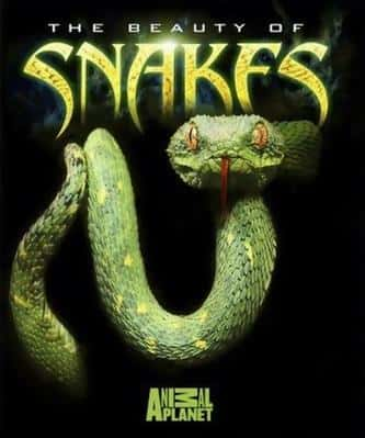 ҵȻ¼Ƭ֮ / THE BEAUTY OF SNAKES-Ѹ