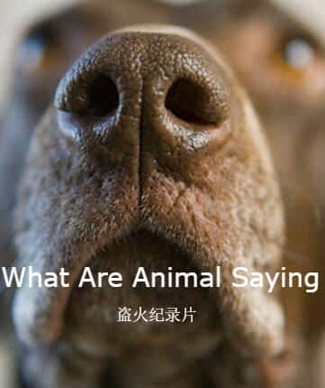 PBSȻ¼Ƭ / What Are Animal Saying-Ѹ