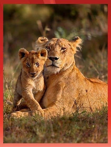 BBCȻ¼Ƭﳬĸ / Animal Super Parents-Ѹ