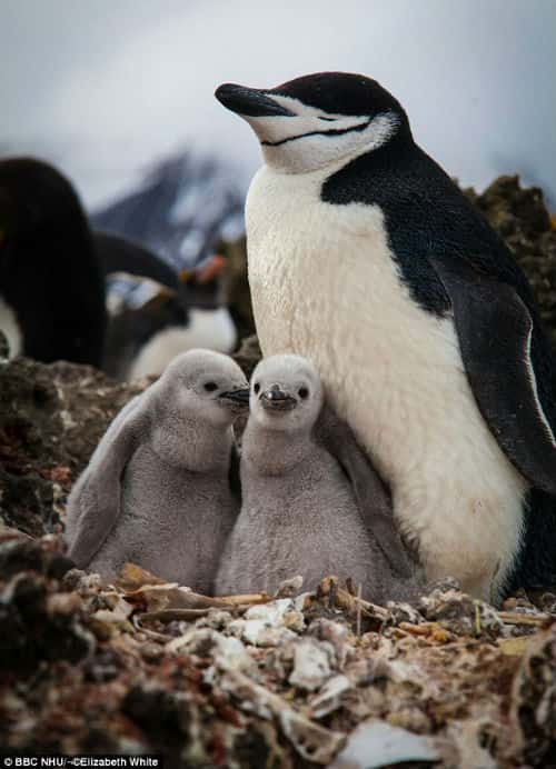 BBCȻ¼Ƭ쵺 / Penguin Island-Ѹ