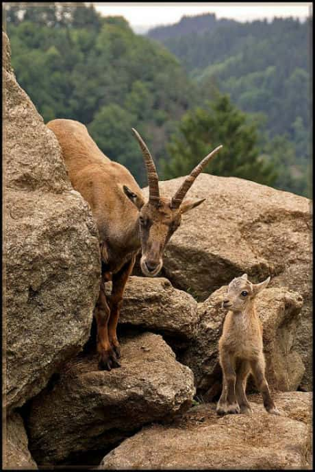 ҵȻ¼Ƭͷù / Wild Bavaria's Alpine Kingdom-Ѹ