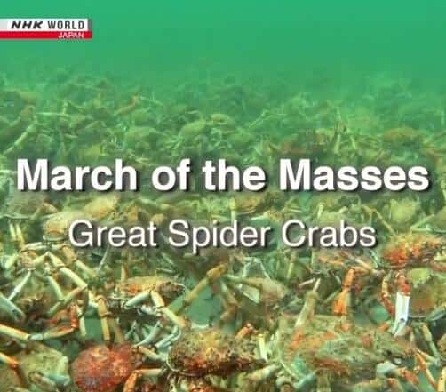 NHKȻ¼Ƭ֩з / March of the Masses: Great Spider Crabs-Ѹ