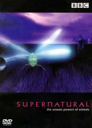 BBC̽¼ƬȻ / Supernatural: The Unseen Powers of Animals-Ѹ