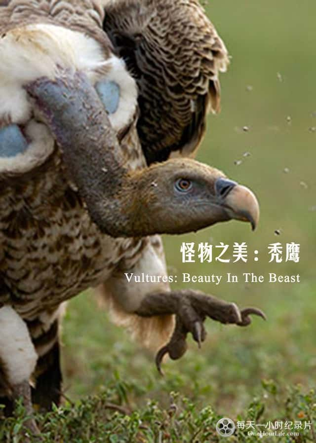 BBCȻ¼ƬͺգҰ֮ / Vultures Beauty in the Beast-Ѹ