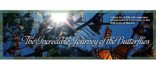 PBSȻ¼Ƭ֮ / The Incredible Journey of the Butterflies-Ѹ