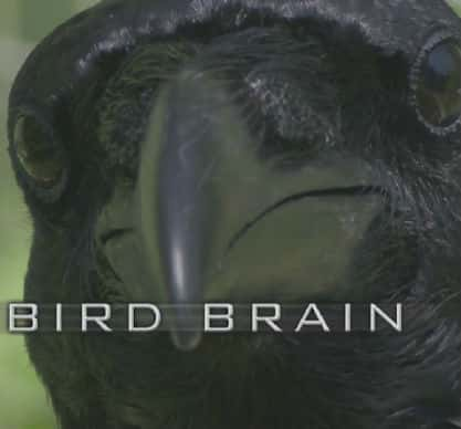 Terra Mater̽¼Ƭ / Bird Brain-Ѹ