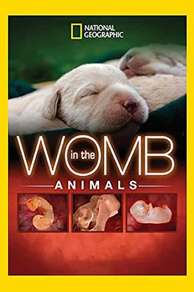 ҵ̽¼Ƭӹռǣƪ / Animals in the Womb-Ѹ