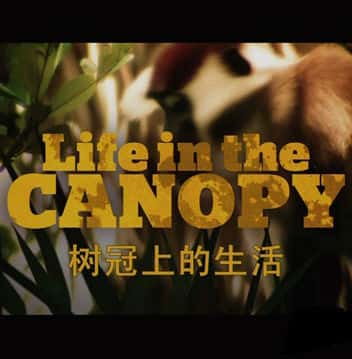 BBCȻ¼Ƭϵ / Life in the canopy-Ѹ
