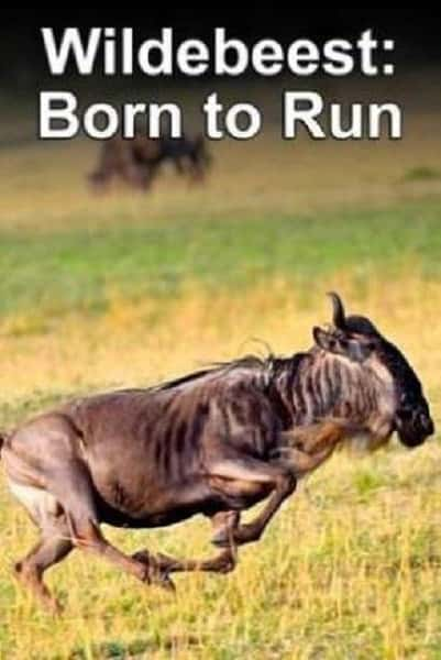 Ȼ¼Ƭ / Born to Run-Ѹ