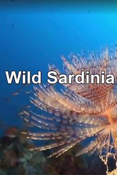 Ȼ¼ƬҰ / Wild Sardinia-Ѹ