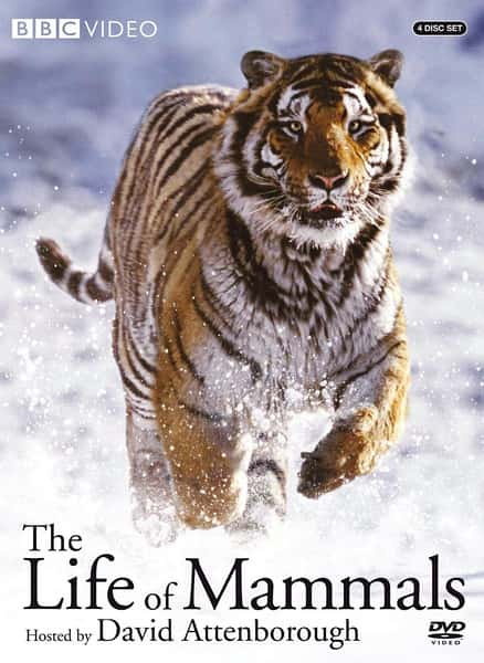 BBCȻ¼Ƭȫ / The Life of Mammals-Ѹ