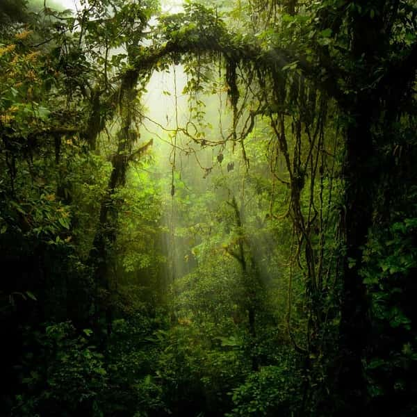 IMAX̽¼Ƭҩ / The Jungle Prescription-Ѹ