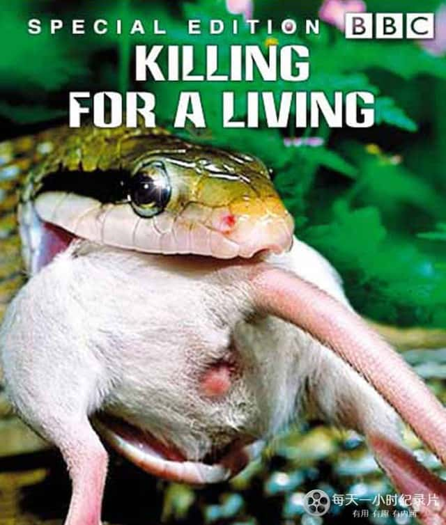 BBCȻ¼ƬʳߣΪɱ¾ / Predators: Killing for a Living-Ѹ