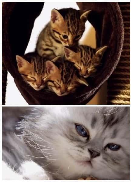 BBCȻ¼ƬСè / The Secret Life of Puppies and Kittens-Ѹ