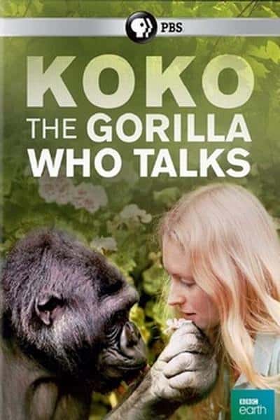 PBSȻ¼Ƭɿɣܺ˵Ĵ / Koko: The Gorilla Who Talks to People-Ѹ