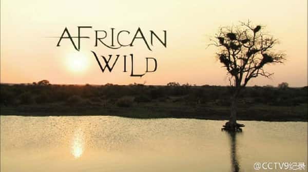 ҵȻ¼ƬҰԴء / African Wild-Ѹ