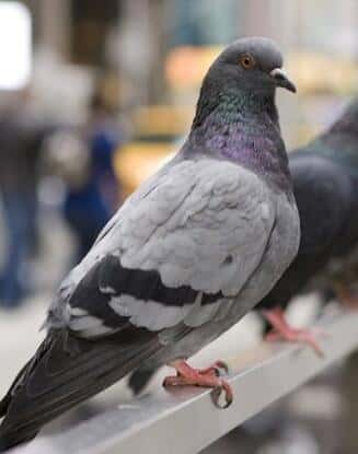 CCTV̽¼Ƭӵ / The Secret Life of Pigeons-Ѹ