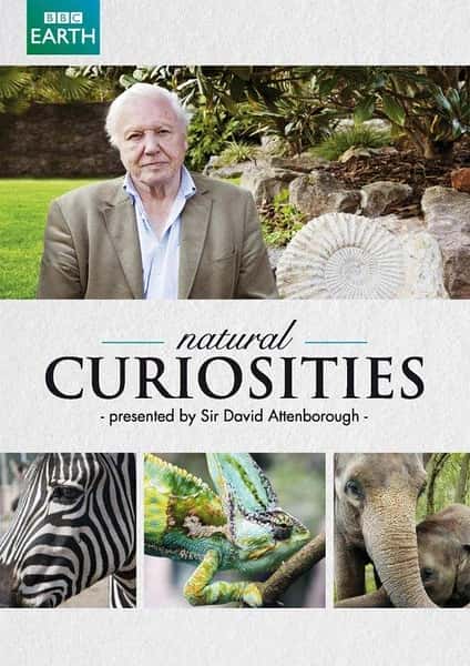 BBCȻ¼ƬȻȤ һ / David Attenborough's Natural Curiosities Season 1 / Ȼ -Ѹ
