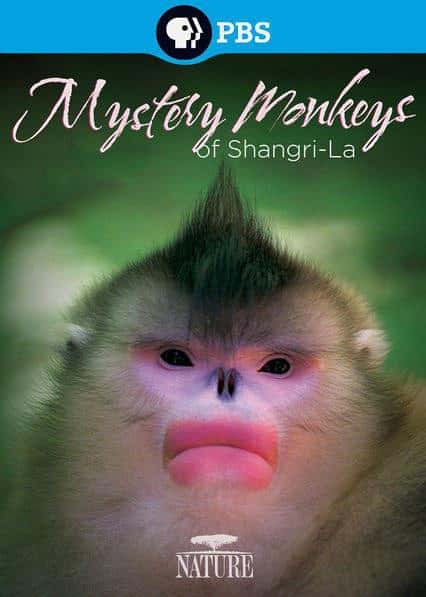 PBSȻ¼Ƭ֮ / Mystery Monkeys of Shangri-La-Ѹ