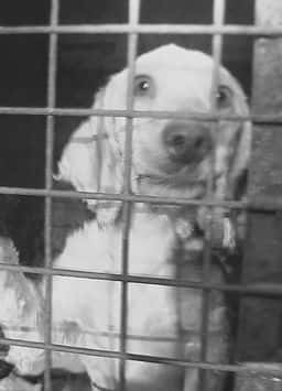 BBCļ¼ƬӢﹷ׽ / Britain's Puppy Dealers Exposed-Ѹ