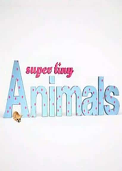 BBC纪录片《微型萌宠大本营 / Super Tiny Animals》全集高清纪录片下载