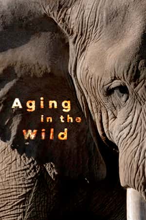 BBC纪录片《荒野生命之歌 / Aging in the Wild》全集高清纪录片下载