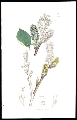 BBC纪录片《植物学：绽放的历史 / Botany: A Blooming History》全集高清纪录片下载