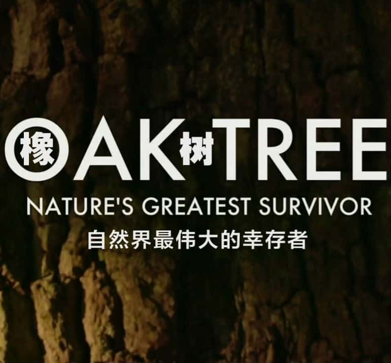 BBC纪录片《橡树：自然界最伟大的幸存者/ Oak Tree: Nature's Greatest Survivor》全集高清纪录片下载
