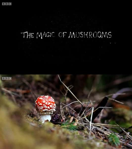 BBCѧ¼ƬħĢ / The Magic of Mushrooms-Ѹ