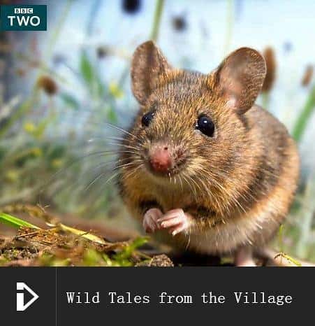 BBC纪录片《少儿动物世界 全4季 / Wild Tales》全集高清纪录片下载